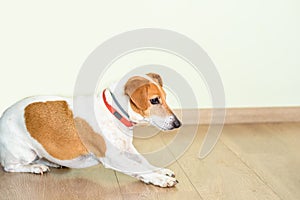 Dog Laying Obey Training.