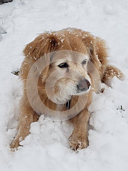 Dog laying in snow 2019