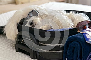 Dog laying in the suitcase