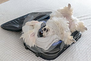 Dog laying in the suitcase