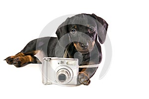 Dog Lays with a camera