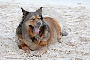 Dog lazing on beach