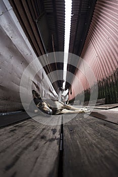 Dog lazing on walkway between wooden stilt houses in Malaysia Penang clan jetties