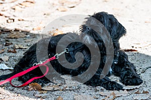 Dog on leach of its owner