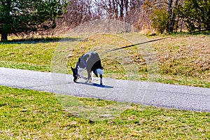 Dog on a leach on a paved park trail