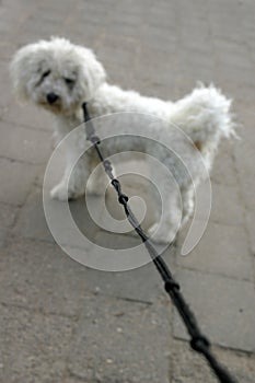 Dog on Lead- (Shallow Depth of Field)