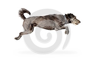 Dog Leaping Isolated on White