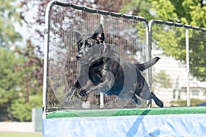 Dog leaping in midair over pool