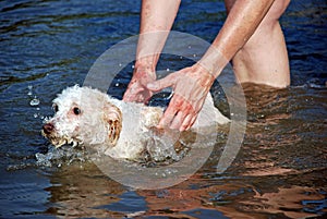 Dog Learning To Swim