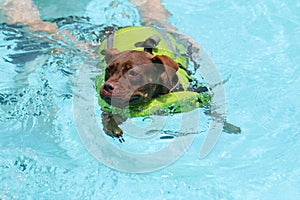 Dog learning to swim