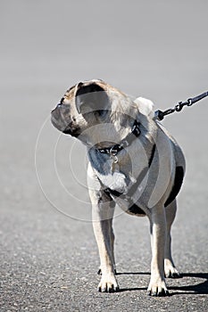 Dog on a leash