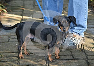 Dog on leash