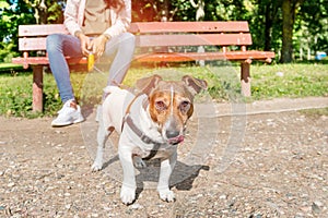 Dog on leash with curiosity and great interest in looking forward, licking tongue muzzle, mistress sitting