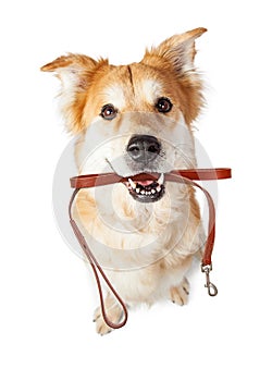 Dog With Leash in Mouth Excited for Walk