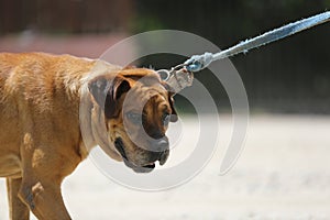 Dog on a leash