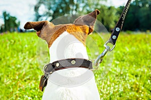 Dog leash and owner photo