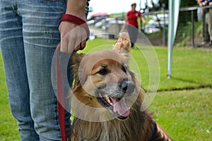 Dog on a leash