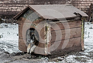 dog on a leash sits in a wooden booth