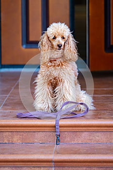 Dog with leash waiting to go walkies near a door.