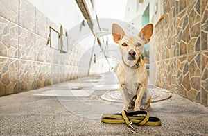 Dog with leash waits for a walk