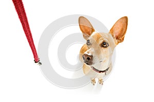 Dog with leash waits for a walk