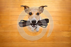 Dog with leash waits for a walk