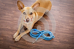 Dog with leash waits for a walk