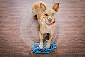 Dog with leash waits for a walk