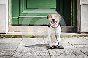 Dog with leash waits for a walk