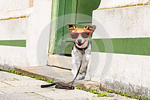 Dog with leash waits for a walk