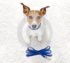 Dog with leash waits for a walk