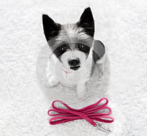 Dog with leash waits for a walk