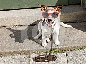 Dog with leash waits for a walk