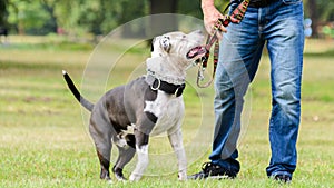 Dog on a leash on a walk