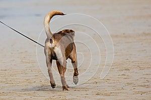 A dog with a leash walk at beach