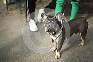 Dog on leash. Walk of small breed dog. Animal in town