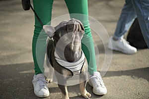 Dog on leash. Walk of small breed dog. Animal in town