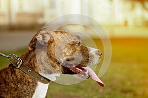 Dog on a leash, for a walk, Staffordshire terrier