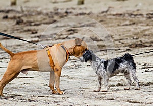 Dog on a leash walked by owner at a beach meeting other dogs