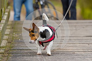 Dog on a leash walking on the bridge