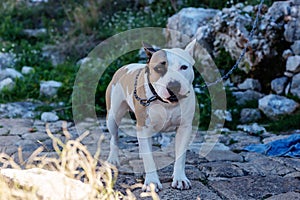 Dog on a leash, white and beautiful