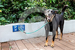 Dog leashed at designated dog parking area of shopping mall