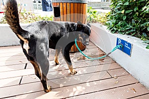 Dog leashed at designated dog parking area of shopping mall