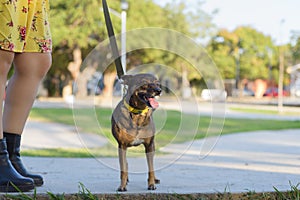 Dog leashed while walking with her dog in a public garden.