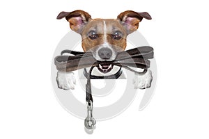 Dog with leather leash photo