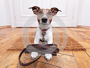 Dog leather leash photo