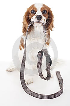 Dog with leather leash waiting to go walkies. Walking leash with collar. Cute dog holding collar and leash.