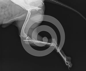 Dog Leg X Ray Showing Intramedullary Pin Fixation of a Proximal Tibial Fracture