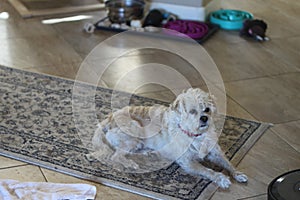 Dog lhasa apso terrier 3077