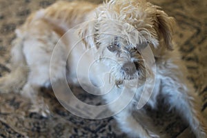 Dog lhasa apso terrier 3078